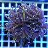 Euphyllia glabrescens Orange Australia Blue tip EUPH0002