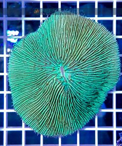 Fungia mint green FUNH000 szczecin akwarystyka morska