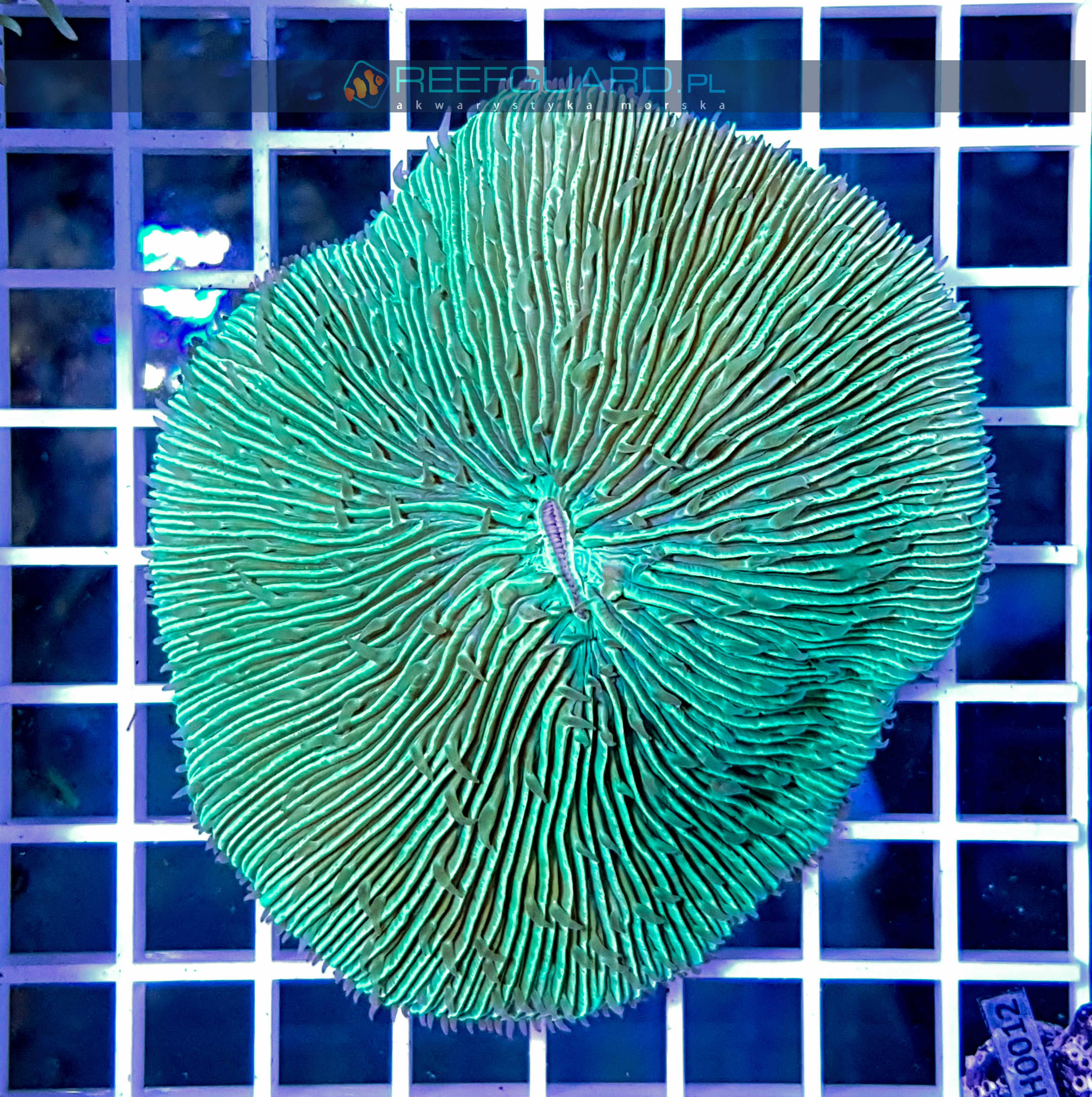Fungia mint green FUNH000 szczecin akwarystyka morska