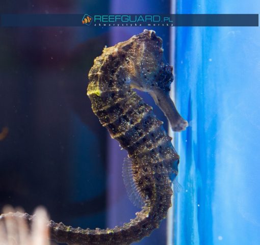 Hippocampus reidi Black szczecin konik morski koniki morskie reefguard