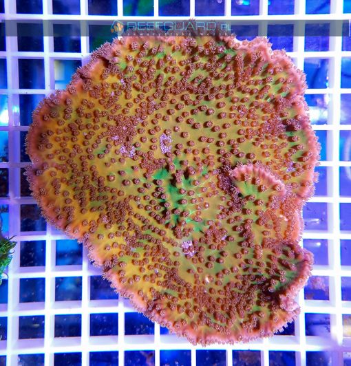 Turbinaria peltata Yellow Green TURH0000 szczecin reefguard