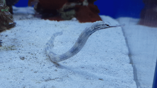 Corythoichthys haematopterus Australian pipefish reefguard szczecin akwarystyka morska