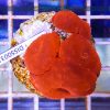 Discosoma RED Fluo WYSIWYG DISS0031 akwarystyka morska szczecin