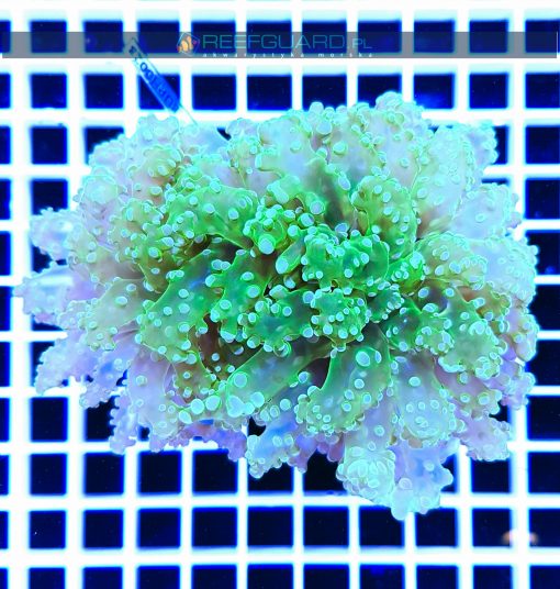 Euphyllia yaeyamaensis toxic green EUPH0023 szczecin reefguard