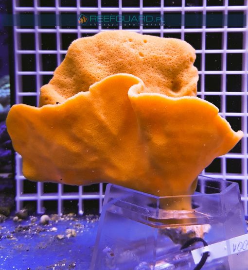 Gąbka morska ORANGE Cinachyra Alcladia sponge WYSIWYG GABK0001 szczecin reefguard