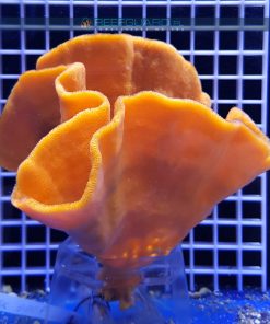 Gąbka morska ORANGE Cinachyra Alcladia sponge WYSIWYG GABK0008 szczecin reefguard
