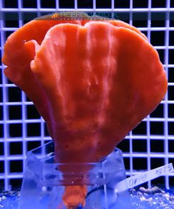 Gąbka morska RED Cinachyra Alcladia sponge WYSIWYG GABK0010 szczecin reefguard