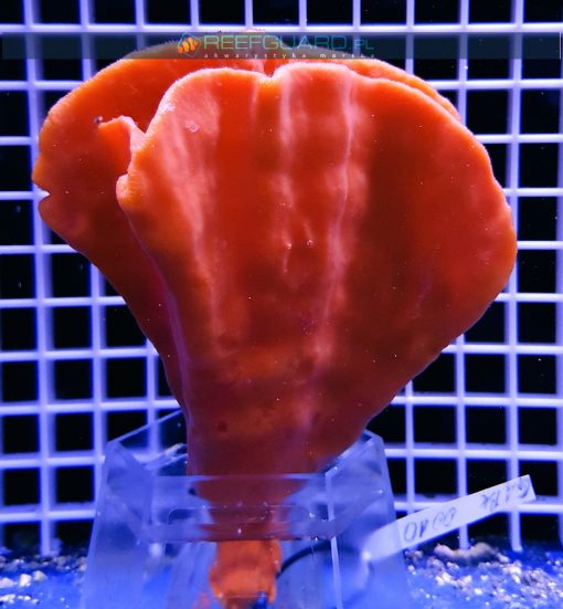 Gąbka morska RED Cinachyra Alcladia sponge WYSIWYG GABK0010 szczecin reefguard