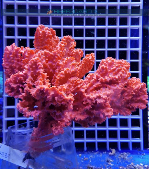 Gąbka morska RED Stylotella Aurantium WYSIWYG GABK0000 sponge szczecin reefguard