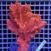 Gąbka morska RED Stylotella Aurantium WYSIWYG GABK0002 szczecin reefguard