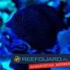 Zebrasoma gemmatum pokolec reefguard szczecin rzadka rzadkie ryby najpiękniejsza ryba