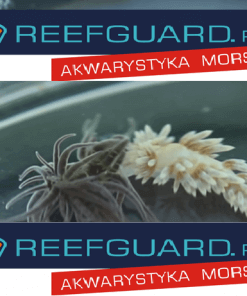 Reefguard szczecin