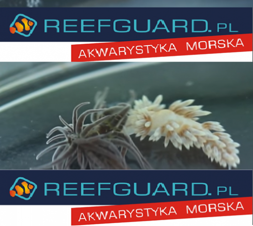 Reefguard szczecin