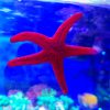 Fromia sp. Starfish Red rozgwiazda czerwona