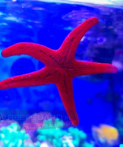 Fromia sp. Starfish Red rozgwiazda czerwona