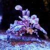 Hymenocera Elegans Harlequin Shrimp na asteriny