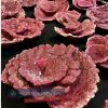Real Reef Rock Plates Coral