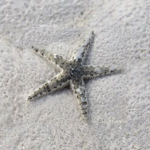 Rozgwiazda Piaskowa Archaster Typicus Sand Sifting Sea Star
