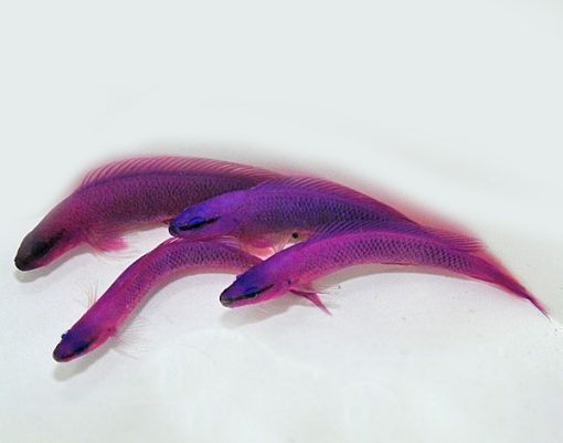 Pseudochromis Fridmani HODOWLANA
