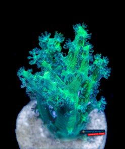 Capnella Neon Toxic Green kenya tree soft