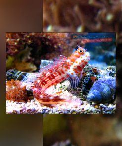 Istiblenius Chrysospilos Red-Spotted Blenny