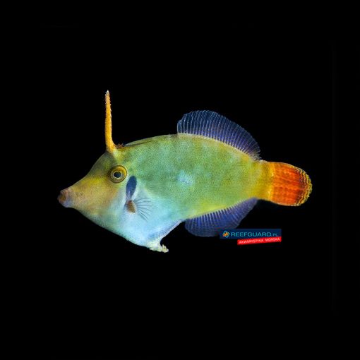 Pervagor melanocephalus Red Tail Filefish Brzydal