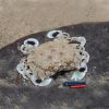 Spotted moon crab WHITE krab księżycowy