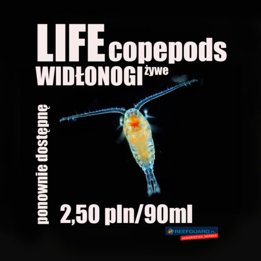 żywe widłonogi life copepods 90ml