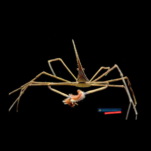 Stenorhynchus seticornis Arrow Crab