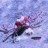 Lybia Tesselata pom-poms crab