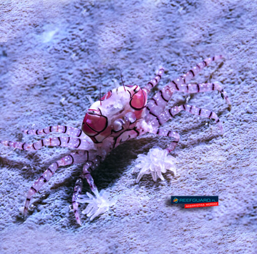Lybia Tesselata pom-poms crab