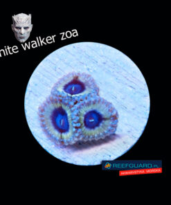 White Walker Zoa Zoanthus