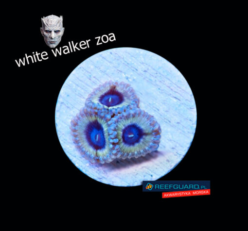 White Walker Zoa Zoanthus