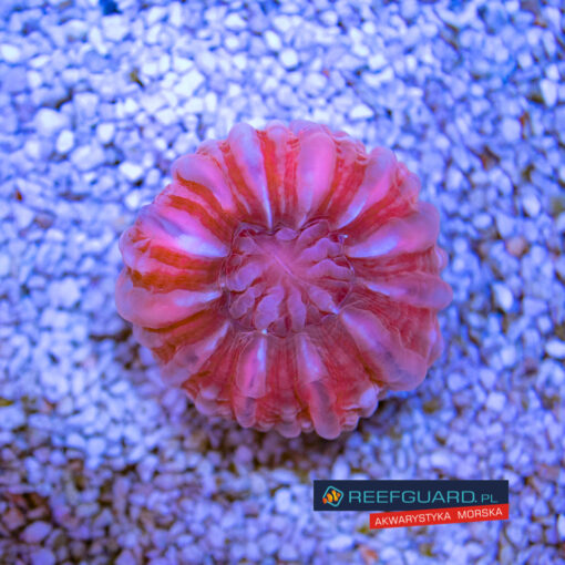 Cynarina lacrymalis Red Pink