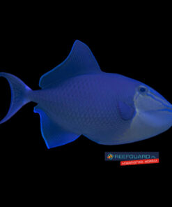 Odonus Niger rogatnica Triggerfish