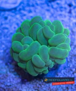 Plerogyra Simplex Green Bubble Coral