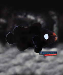 Amphiprion ocellaris Domino clownfish Błazenek