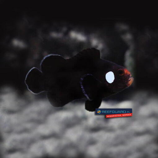 Amphiprion ocellaris Domino clownfish Błazenek