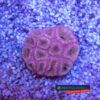Barbattoia amicorum Moon Coral Dipsastraea