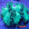 Catalaphyllia Jardinei WYSIWYG Cat001 green blue tip