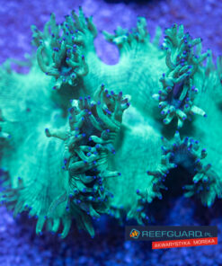 Catalaphyllia Jardinei WYSIWYG Cat001 green blue tip