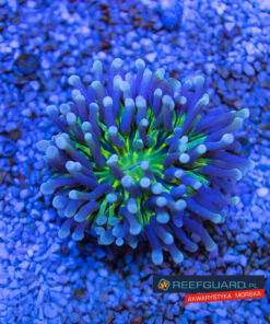 Heliofungia actiniformis blue ultra green