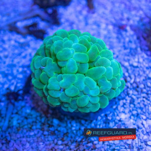 Plerogyra Simplex Green Bubble Coral 2