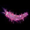 Colochirus Crassus ogórek morski Pink