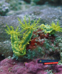 Colochirus Robustus ogórek morski Yellow & Green