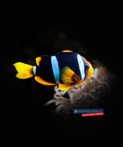 Amphiprion Clarki Yellowtail Clownfish Błazenek