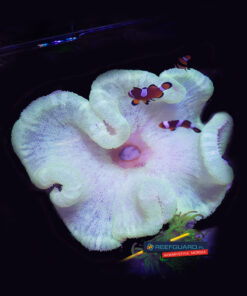 Stichodactyla Haddoni White Ukwiał Dywanowy Carpet anemone XL