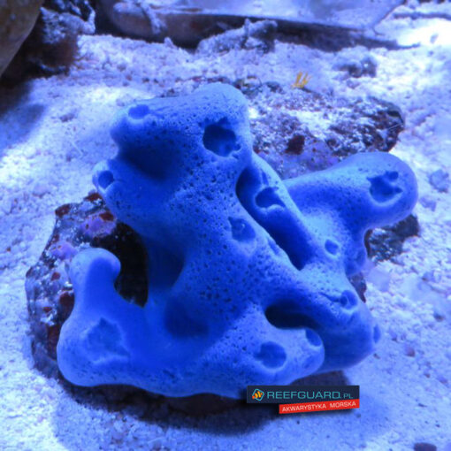 Gąbka morska Xestospongia sponge blue