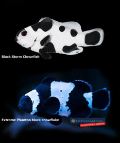 Extreme Phanton black snowflake&storm clownfish PAIR dobrana para