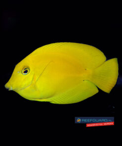 Acanthurus Pyroferus Chocolate Yellow Mimic Surgeonfish